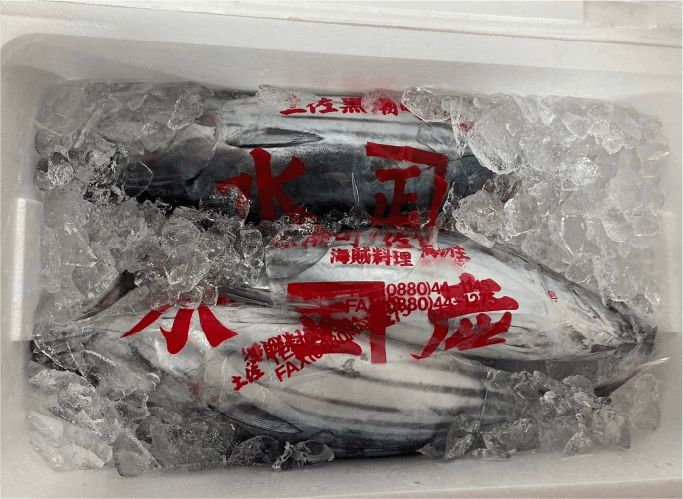 日戻りカツオ